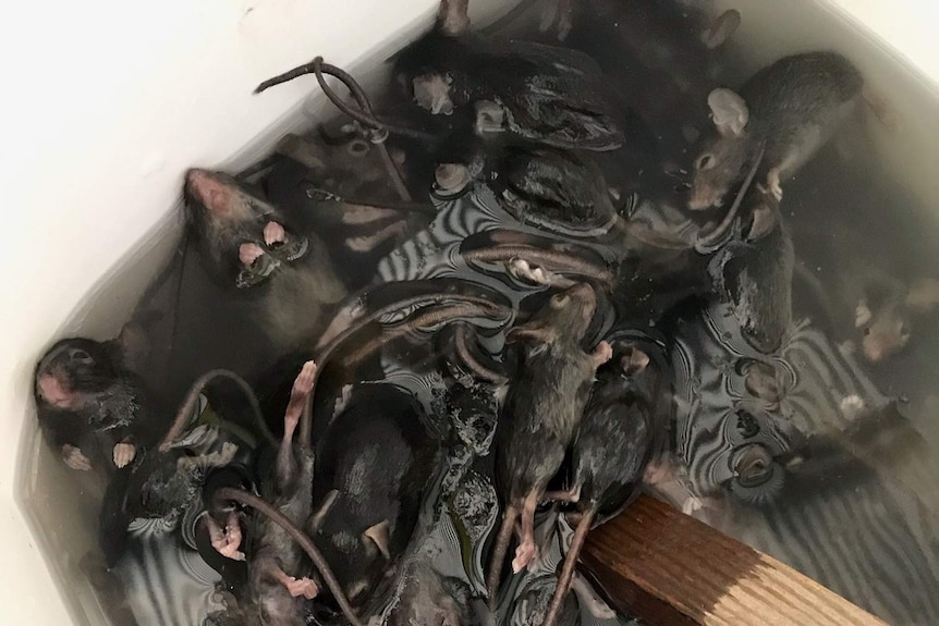 A bucket of water is full of mice that were trapped during a mice plague in southern Queensland.
