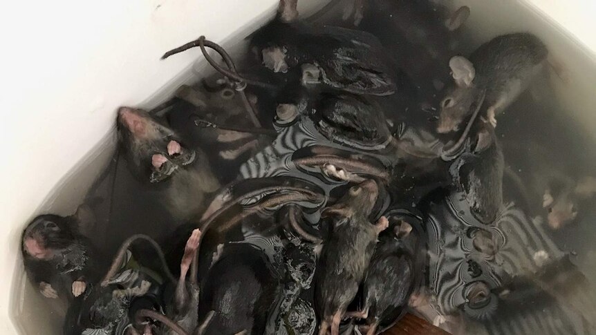 A bucket of water is full of mice that were trapped during a mice plague in southern Queensland