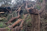 Severely damaged Adelaide Hills house after a tree fell in stormy weather