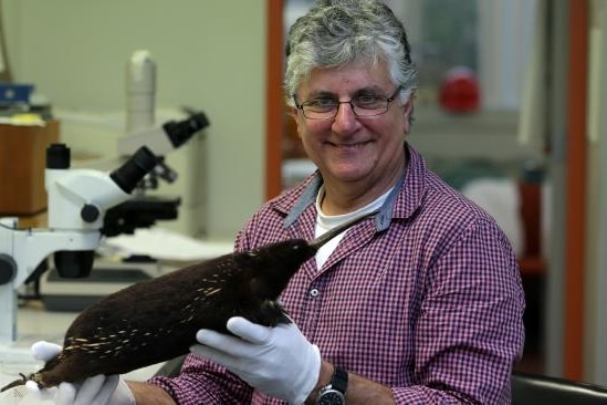 A smiling man in glasses holds an echidna-like animal in his gloved hands. Grey hair, purple striped shirt, microscope behind.