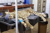 A cheetah rests after being prepared for its translocation to India.