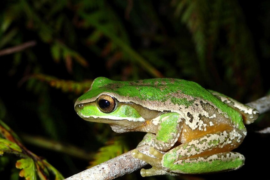 Litoria subglandulosa