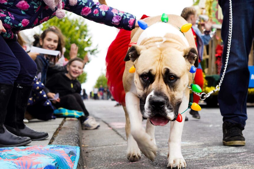 A dog dressed in a red tutu and Christmas lights walks down a street lined by smiling children.