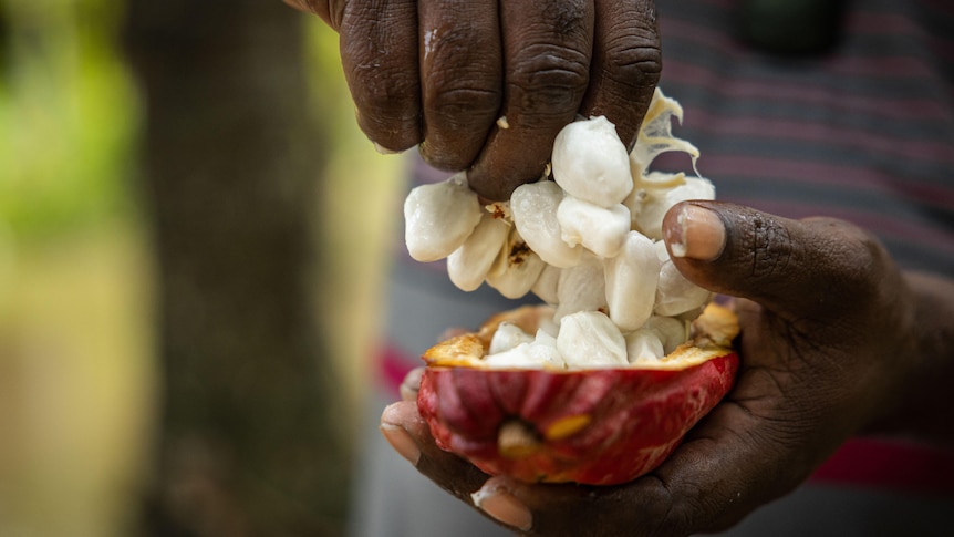 A close up of a man holding a bright fruit cocoa pod pulls apart small pillowy seeds.