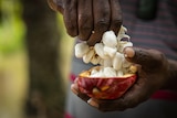A close up of a man holding a bright fruit cocoa pod pulls apart small pillowy seeds.
