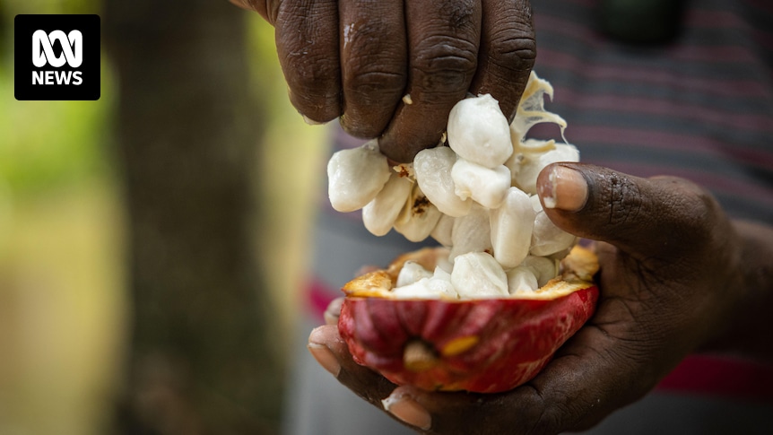 A global cocoa shortage could soon impact the price of chocolate, and PNG growers are cashing in