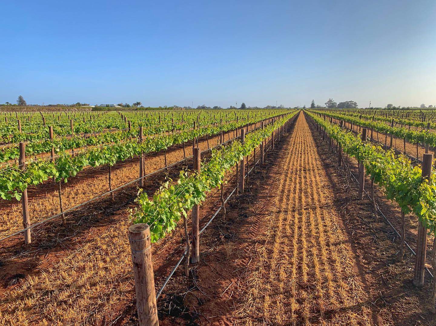 Vinyard with grapevines.