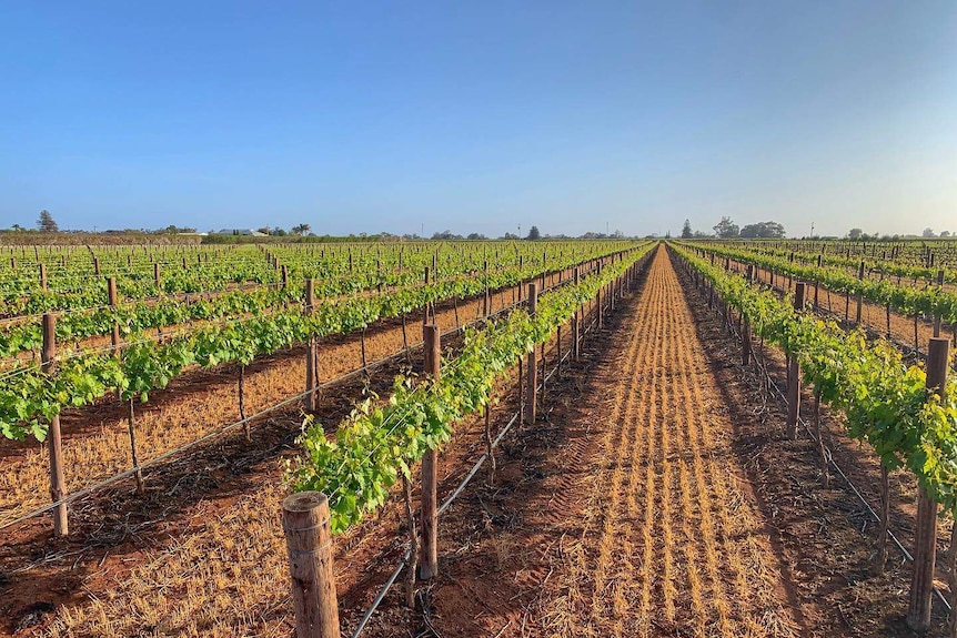 Vinyard with grapevines.