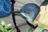 One of Penguin Island's inhabitants is examined.