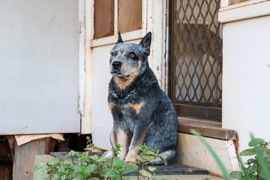 Blue heeler dog outside a door.