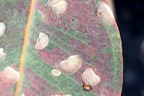 Discoloration of the leaf show it is under stress from the population of psyllids