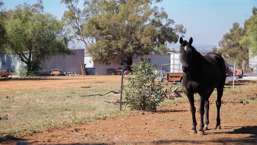 A black horse standing in a paddock. 