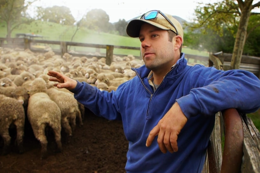 A man stands in front of sheep in a pen.