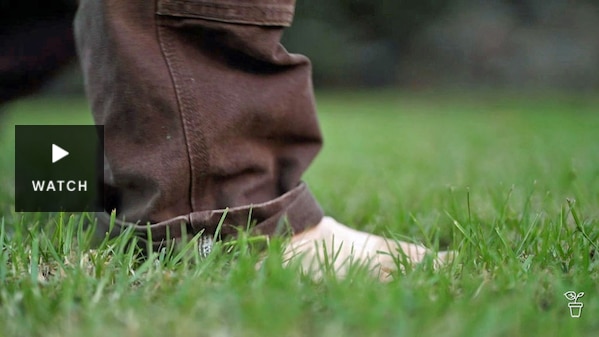 A barefoot walking on a lush, green lawn. Has Video.