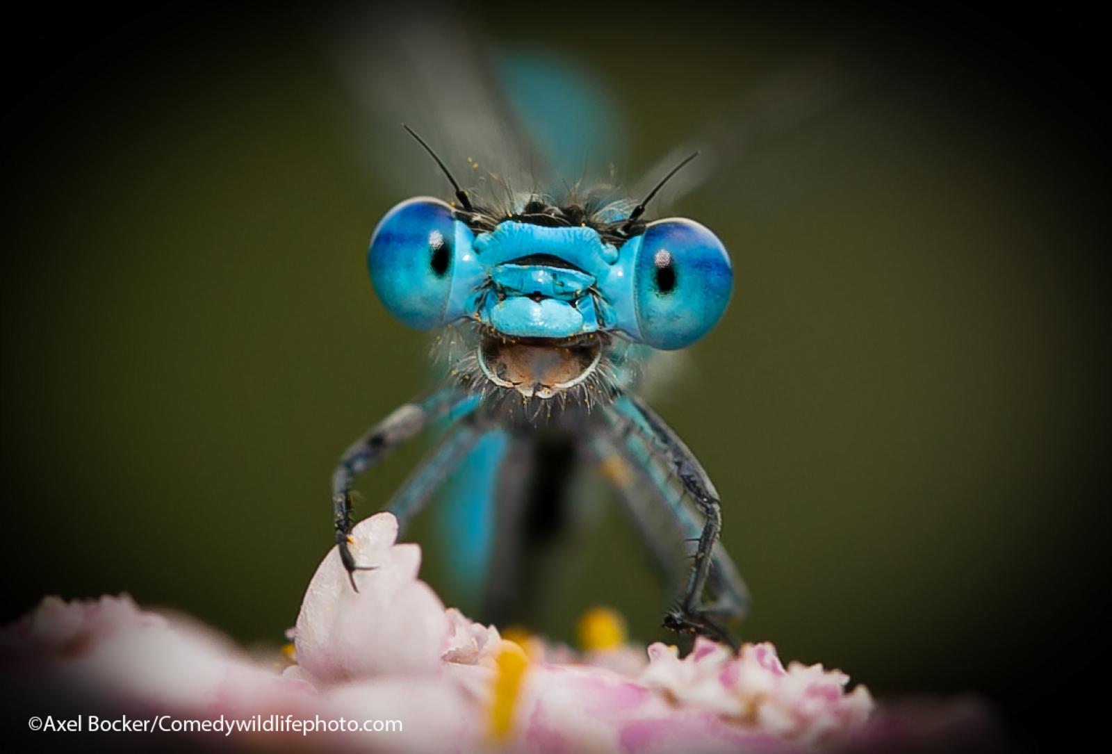 A dragonfly looks like it's laughing into the camera.