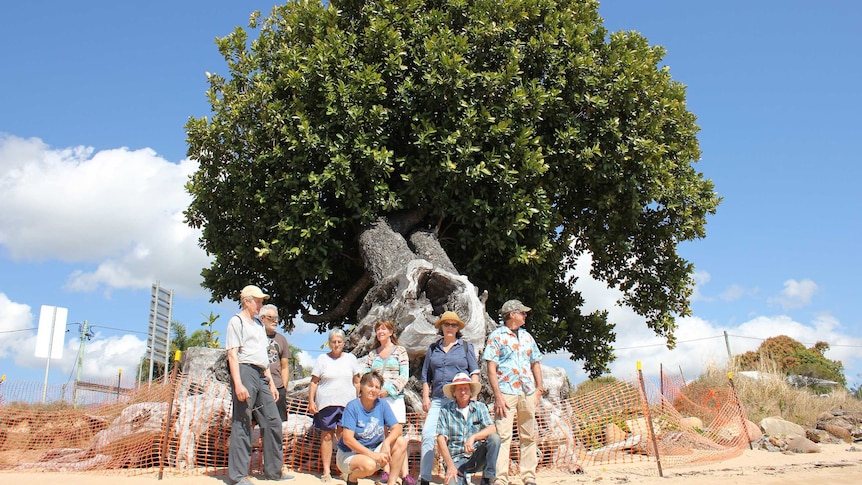 Eight people stand under a large calophyllum tree on a sunny day on a foreshore