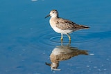 A sharp-tailed sandpiper is seen from side profile standing in shallow water.