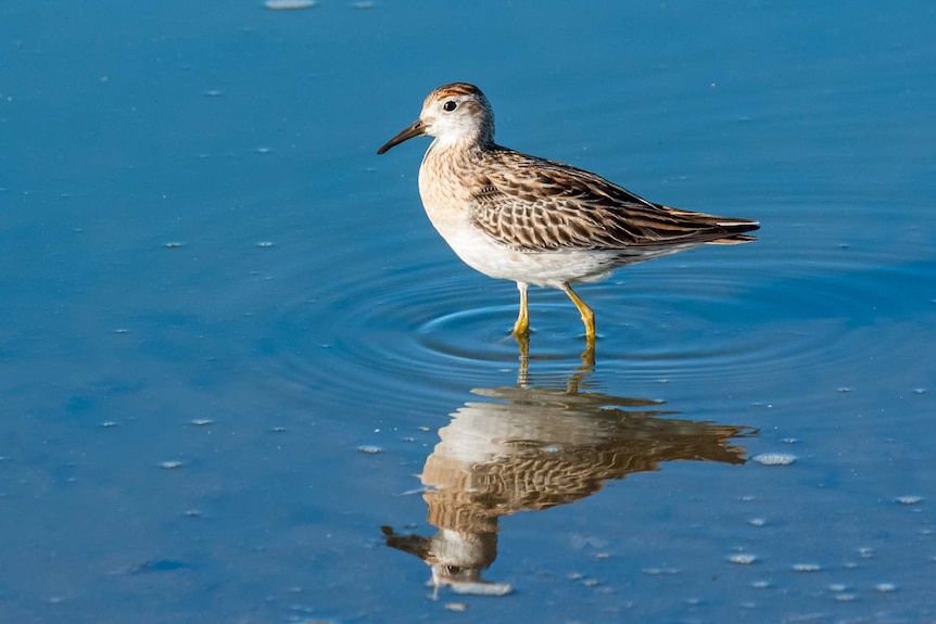 A sharp-tailed sandpiper is seen from side profile standing in shallow water.