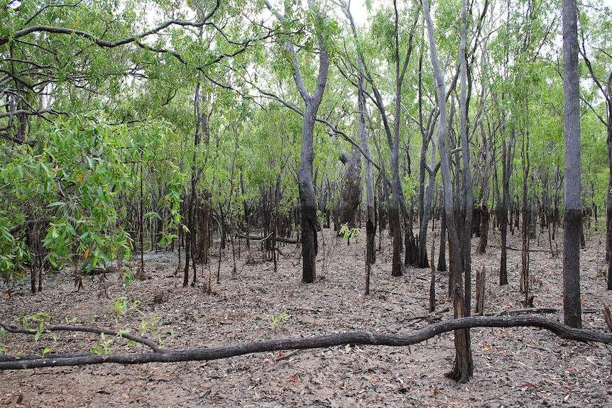 Trees with a dark watermark on their trunks around 1.6 metres off the ground
