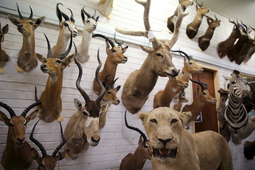 TalkAboutIt: Five things you may not have known about taxidermy - ABC News