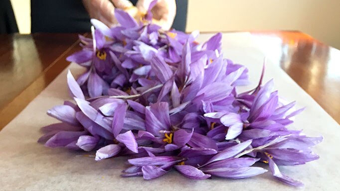 Saffron flowers are sorted and separated from the stigma
