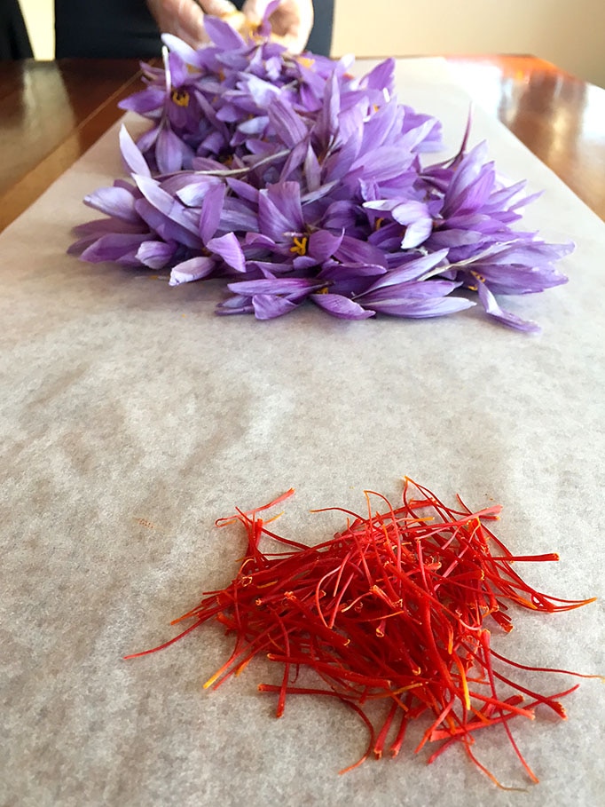 Saffron flowers are sorted and separated from the stigma