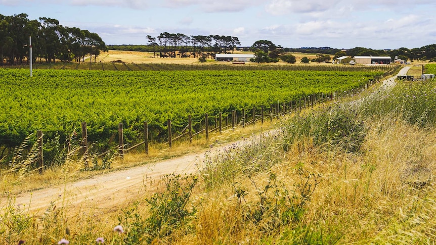 Long rows of vines sit under a blue sky, large trees and paddocks in the distance.
