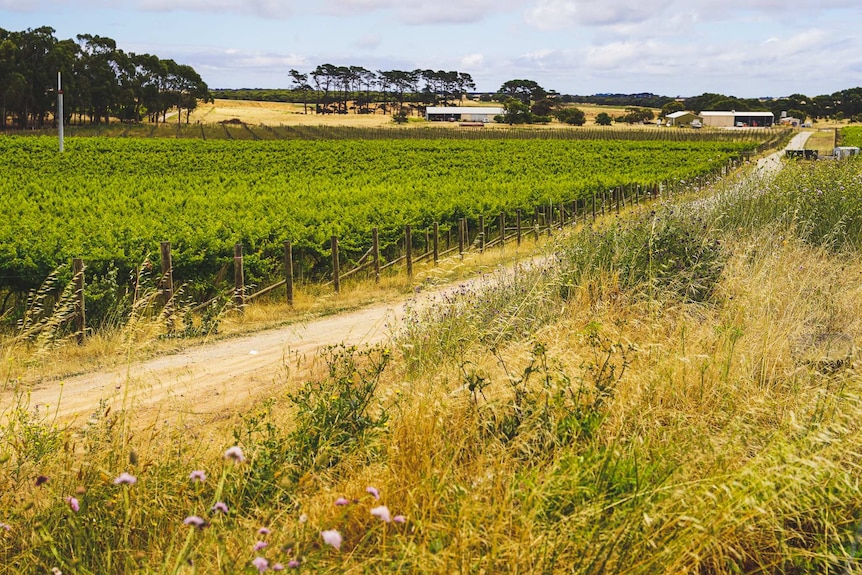 Long rows of vines sit under a blue sky, large trees and paddocks in the distance.