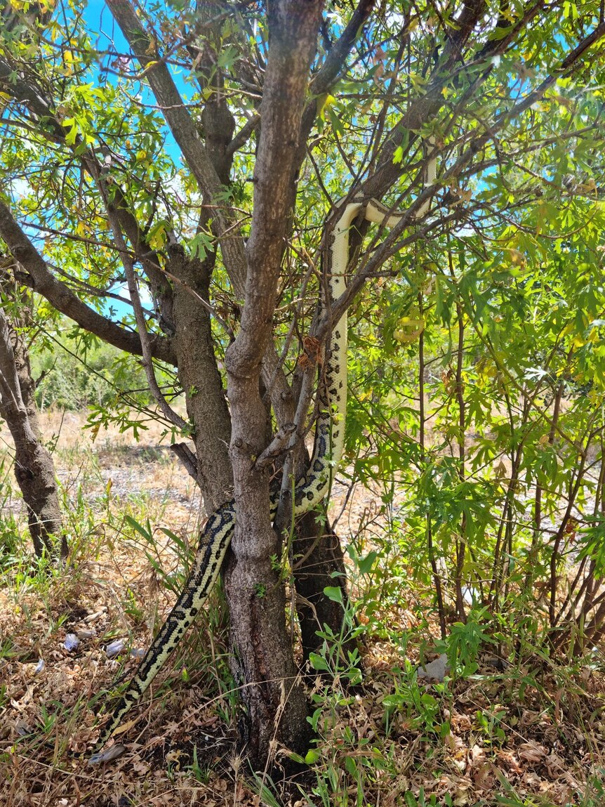 A long python hangs down through the branches of a tree to the ground.
