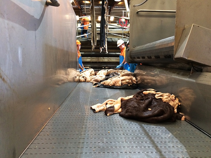 Cattle hides being processed in a tannery.