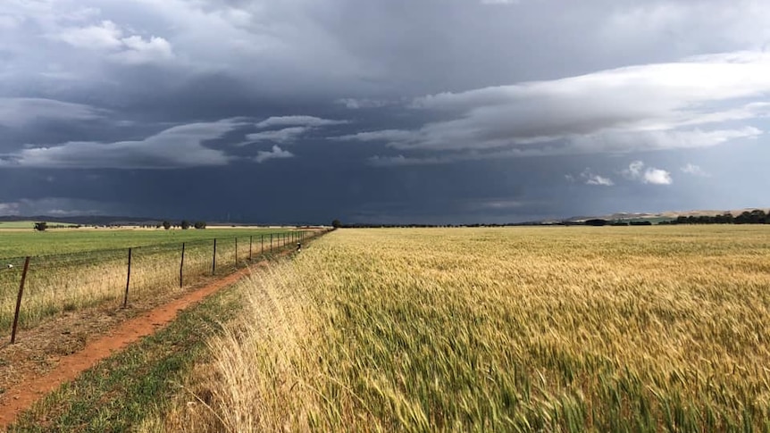 Dark grey clouds loom over a green and gold crop field with a red dirt trail on leading into the distance
