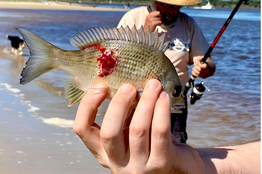 A fish being held up with a red raw wound on its side.