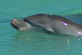 Dolphins in Shark Bay, Western Australia