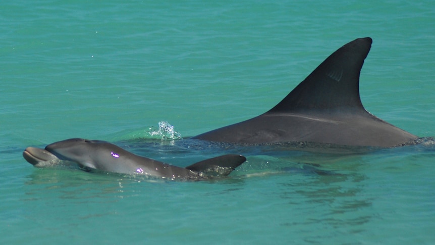 Dolphins in Shark Bay, Western Australia