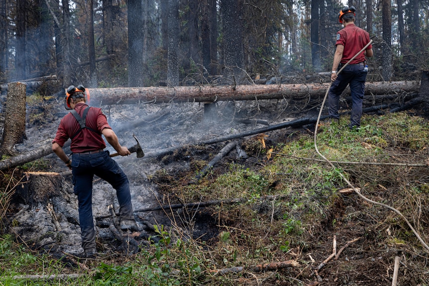 Two firefighters, one with an axe and one with a house, work in a forest. Felled trees lie horizontally across the ground.