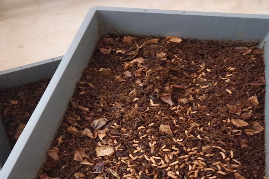 maggots in a box of soil 