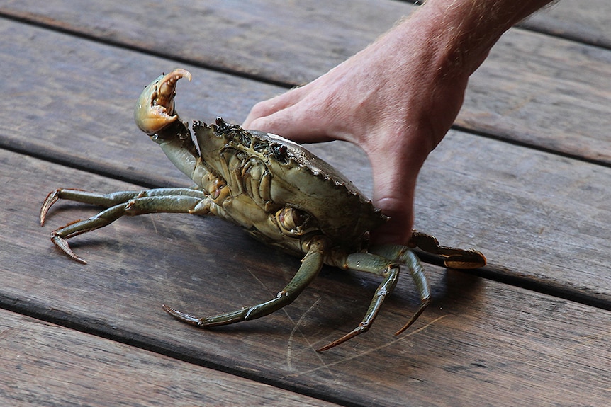 A mud crab readies to participate in the annual crab races at Rapid Creek in Darwin.