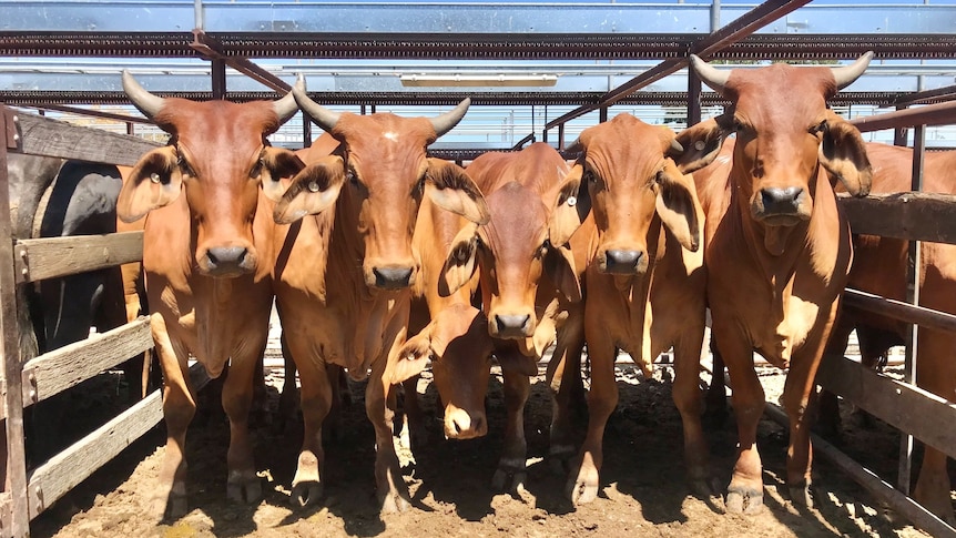 Pen of large horned bos indicus cattle in a pen ready for sale.  