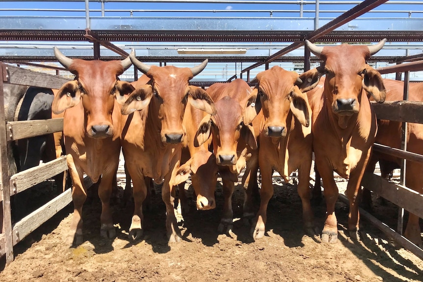 Pen of large horned bos indicus cattle in a pen ready for sale.  