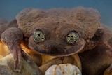 A close-up photo of a frog with speckly eyes staring straight down the barrel of the camera while standing on rocks underwater.