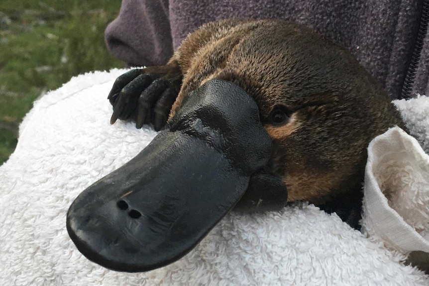 A platypus is held in a towel during research by the Platypus Conservation Initiative