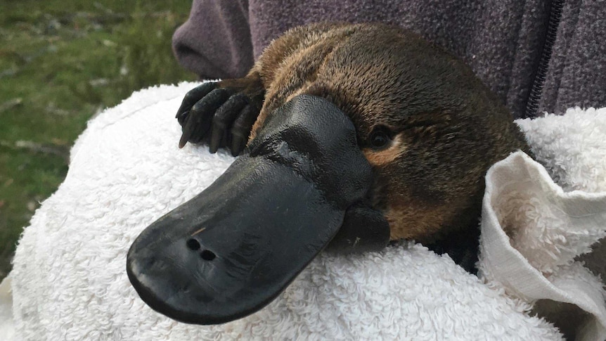 A platypus is held in a towel during research by the Platypus Conservation Initiative