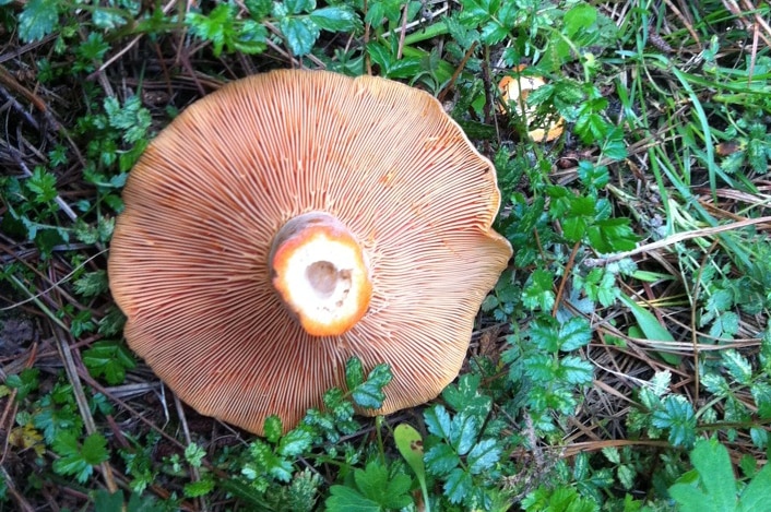 Saffron Milk Cap