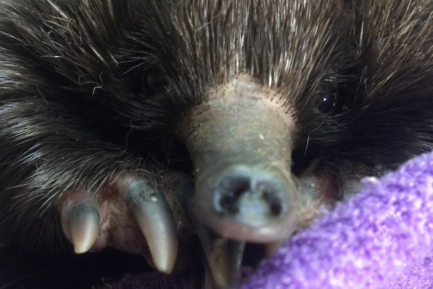 A close-up of the snout, eyes and long claws of an echidna on a purple towel