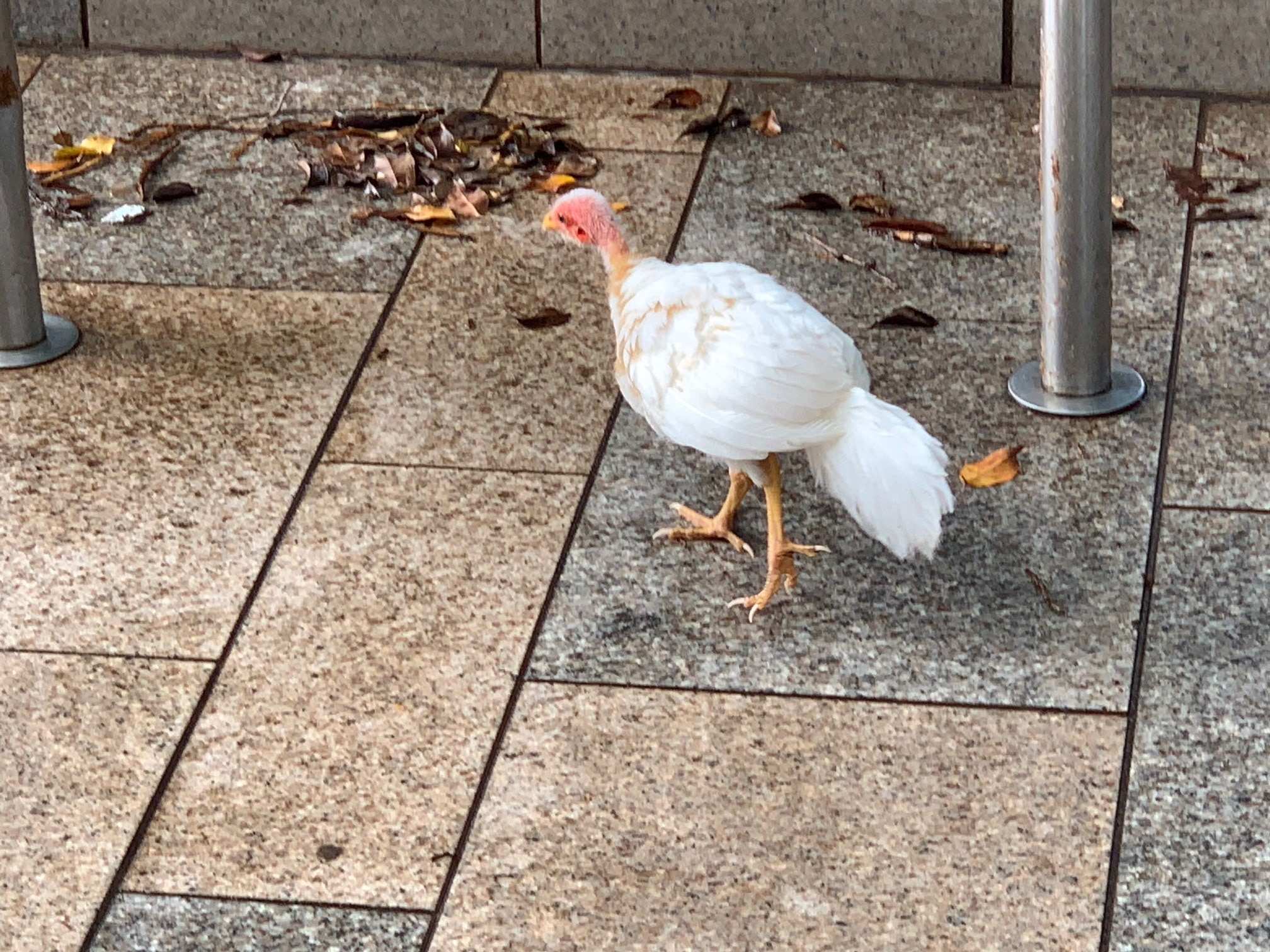 Rare white brush turkey in Noosa amazes scientist as species booms in