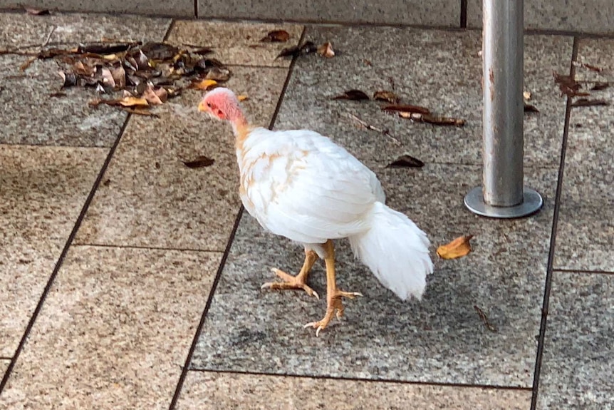 A white brush turkey walks along a grey pavement.