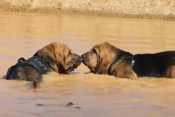Two dogs play in muddy water.