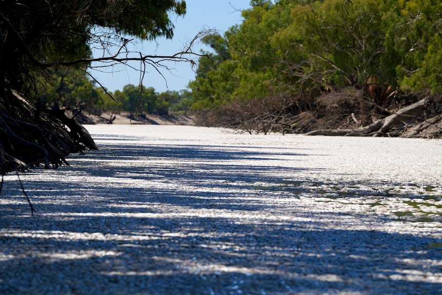 Millions of dead fish floating on the Darling River at Menindee on a sunny day in March 2023.