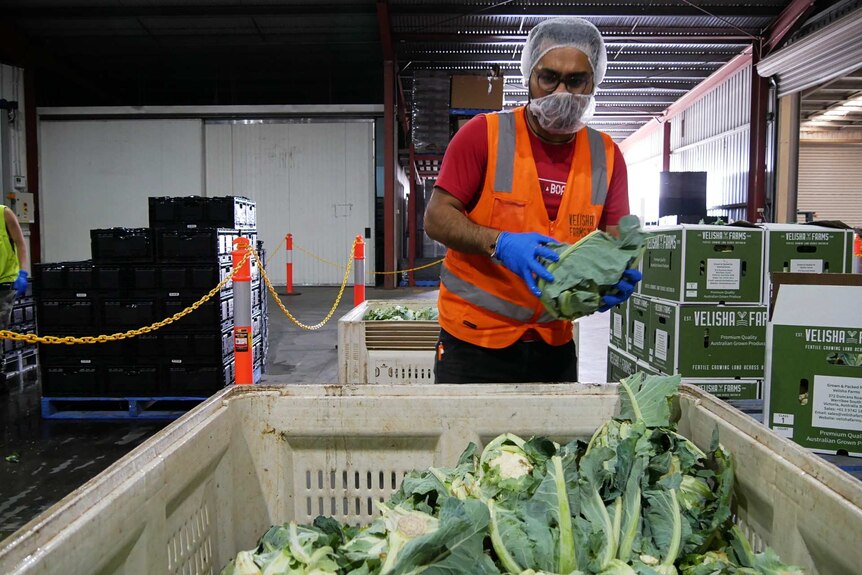 A man packs cauliflower into cardboard boxes at Werribee South.