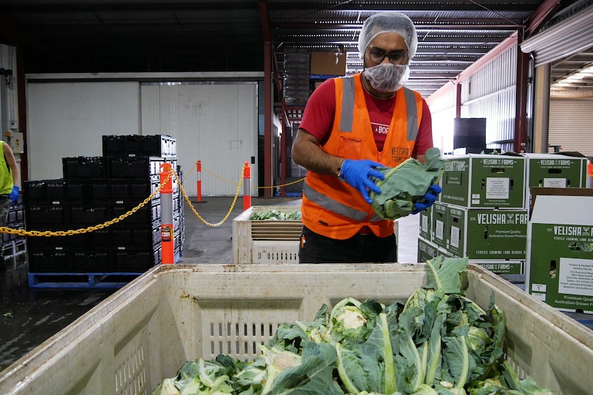 A man putting cauliflower in a box.